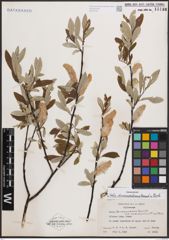 Foto von Salix drummondiana Barratt ex Hook.